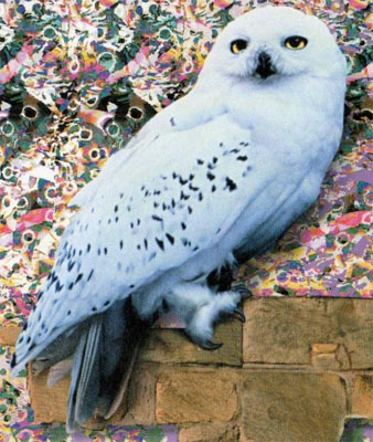 hedwig_reference.jpg