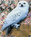 hedwig_reference.jpg