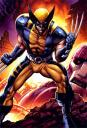 wolverine_reference.jpg