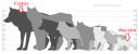 wolf_size_02.png