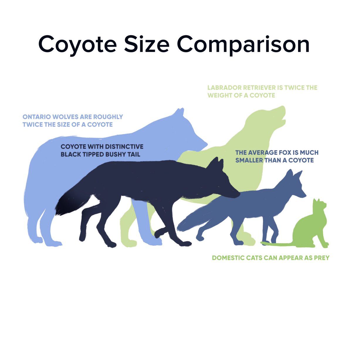 wolf_size_01.jpg