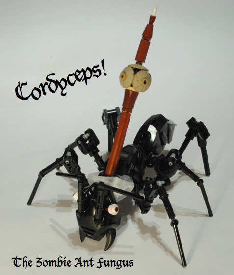 cordyceps.jpg
