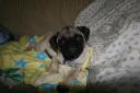 puggums01.bmp