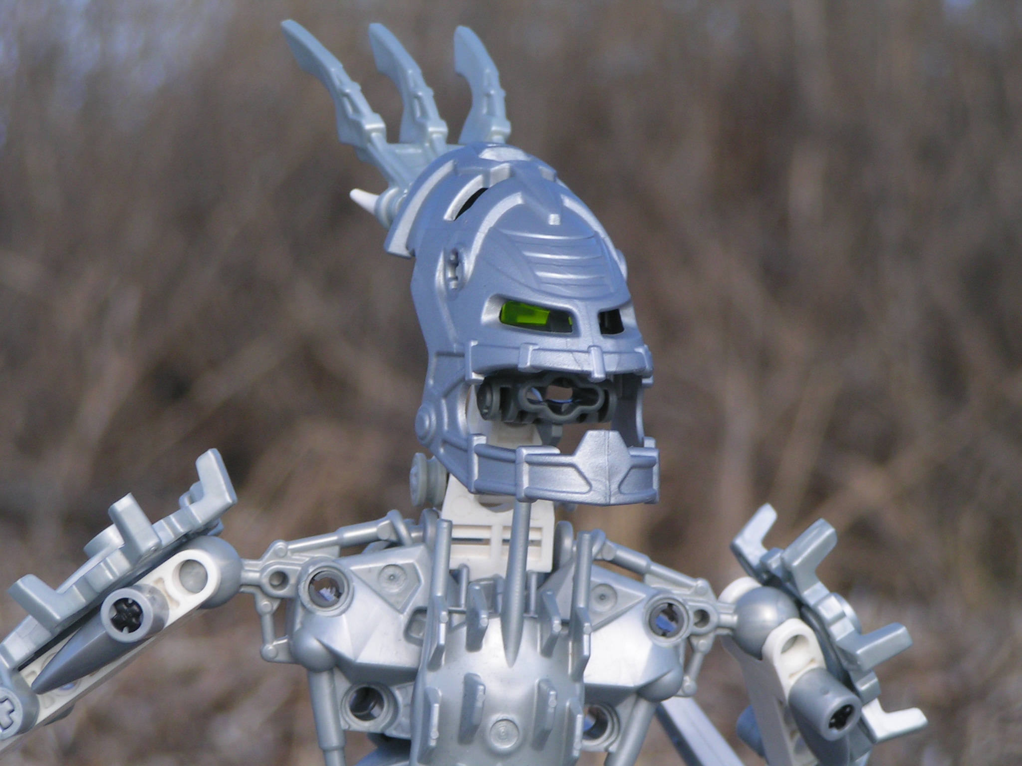 certavus_018.jpg