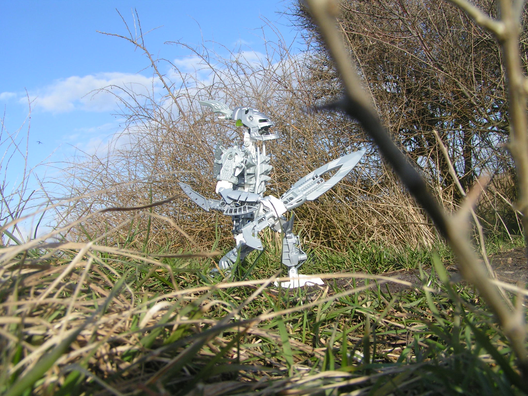 certavus_091.jpg