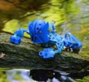 ga-matoran_2.jpg