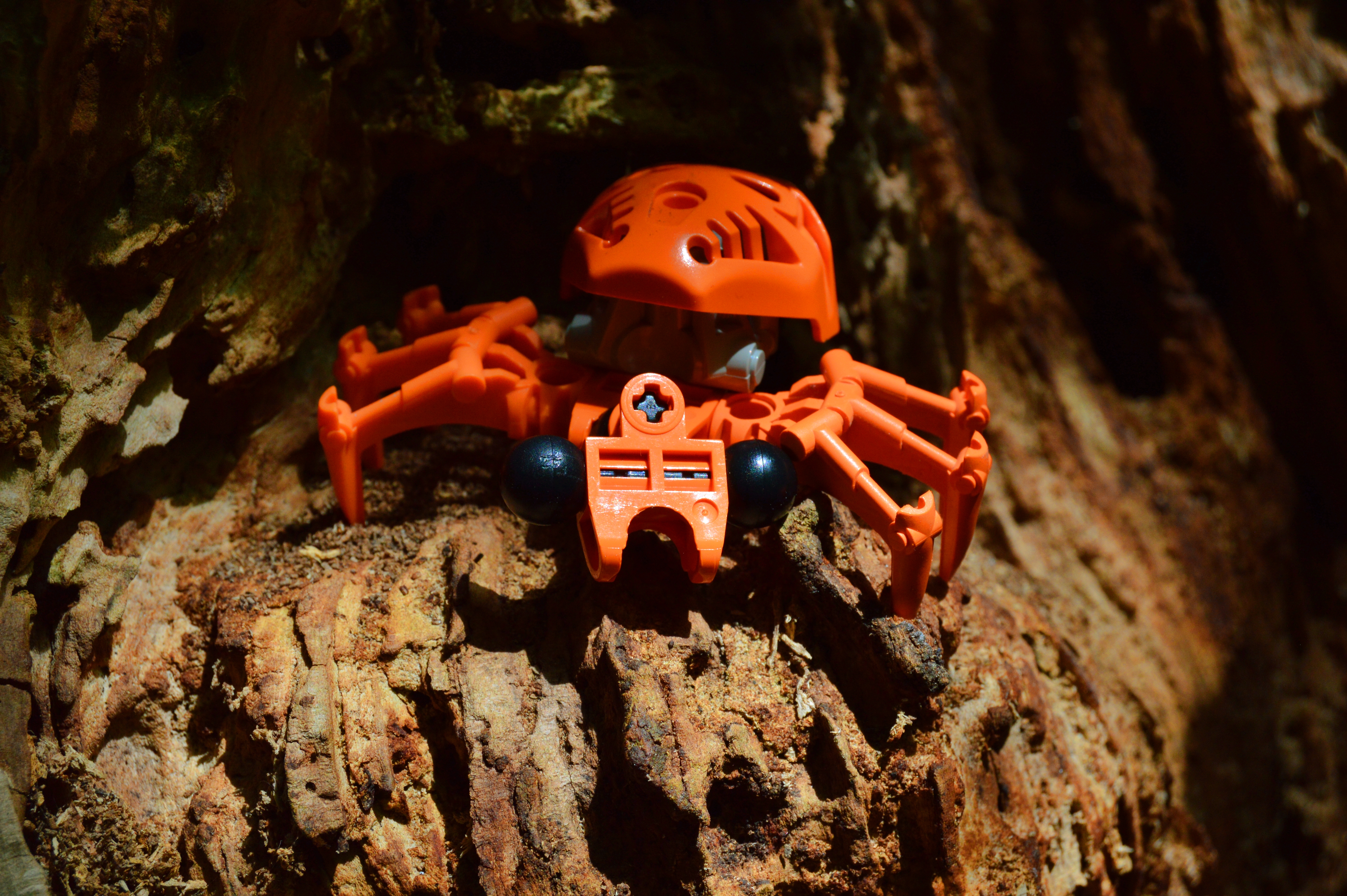 fikou_spide_1.jpg