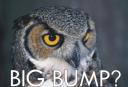 big_bump_owl.jpg