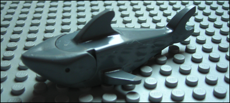 shark_darkbley.jpg