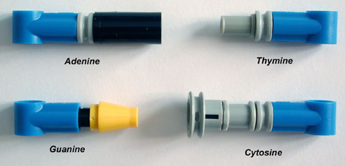dna-bases.jpg