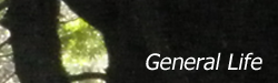 cttegl.png