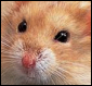hamster2.png