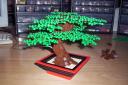 07-bonsai.jpg