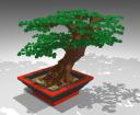 1bonsai.jpg