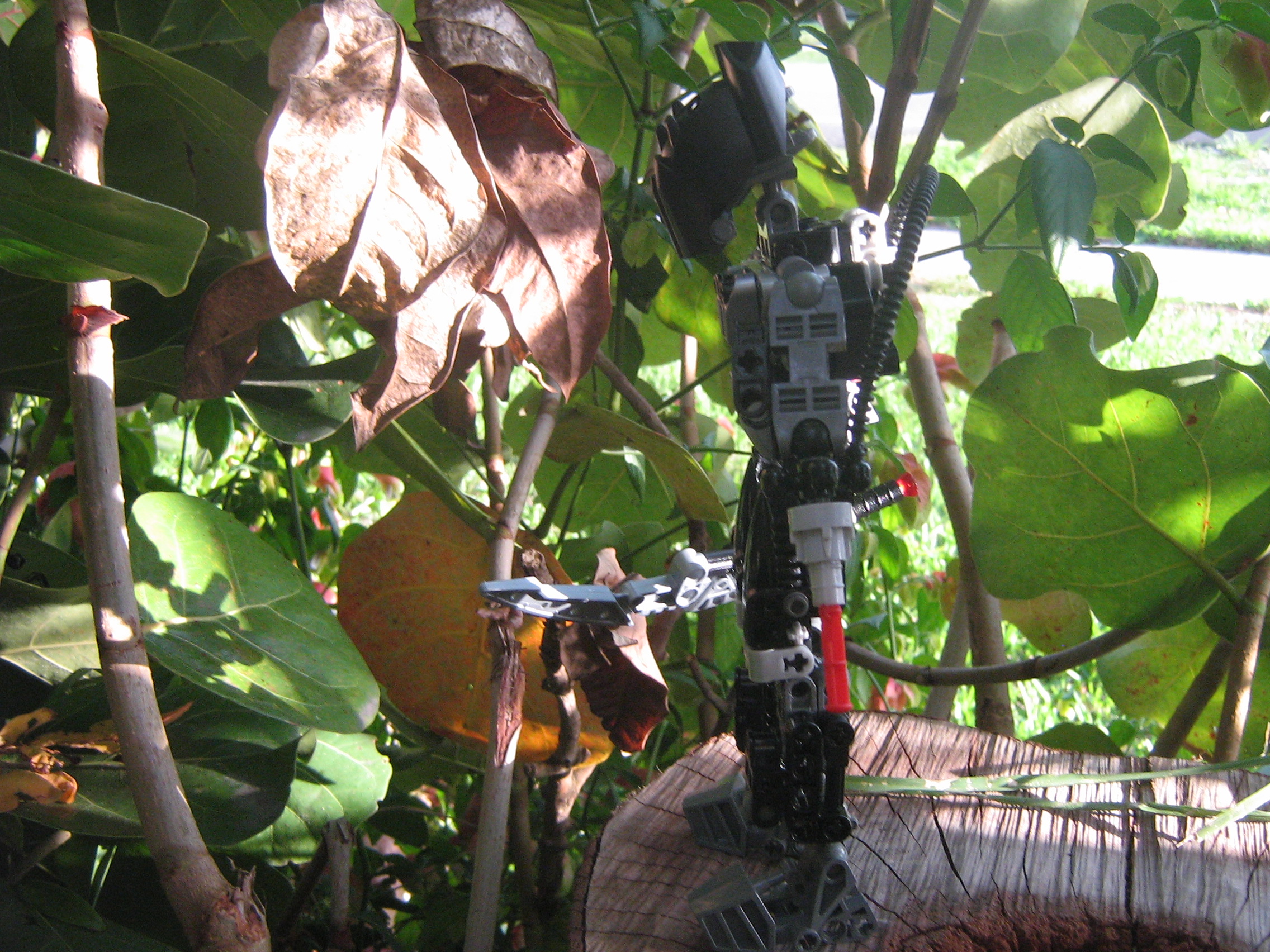 primus_005.jpg