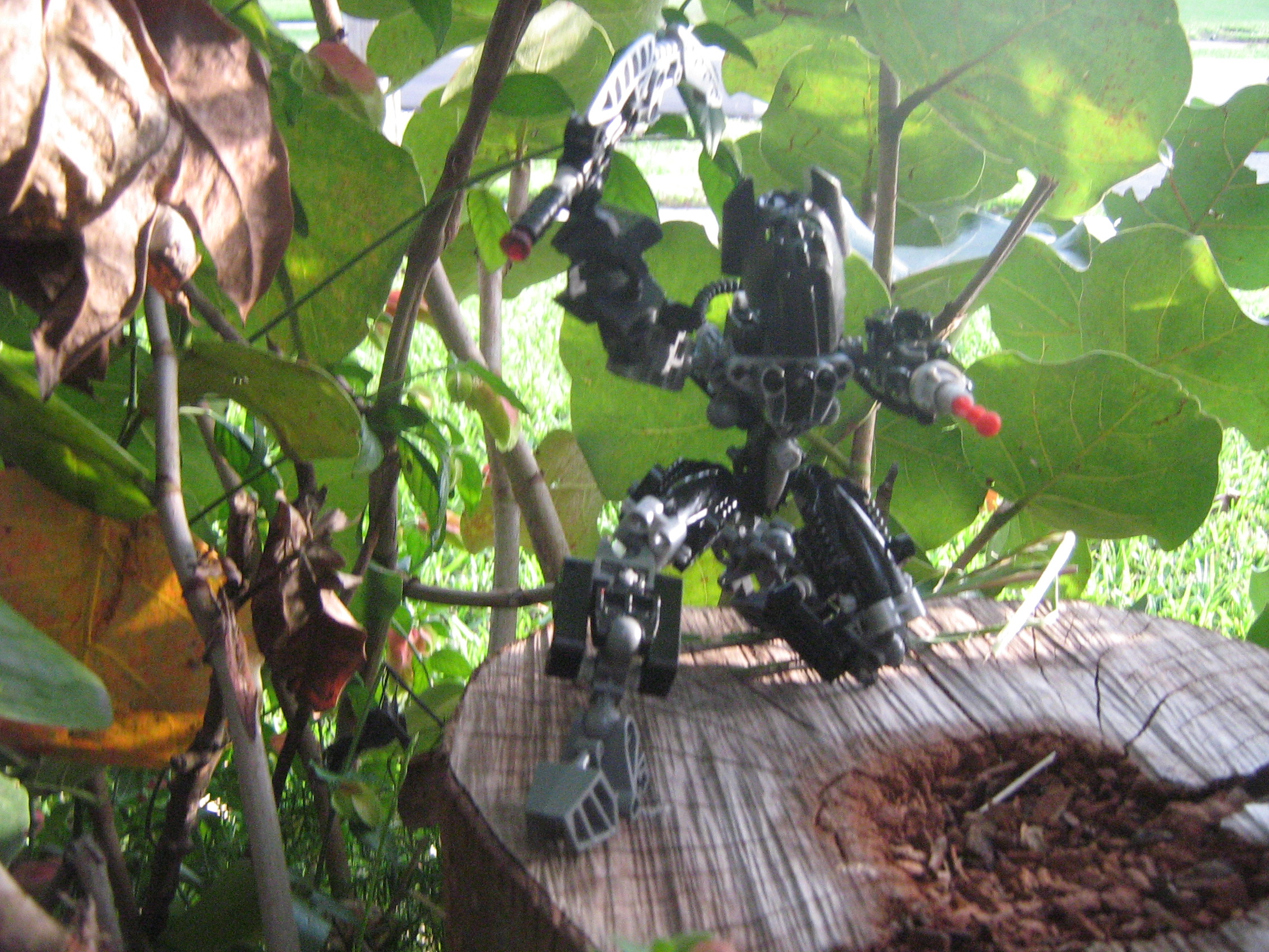 primus_007.jpg