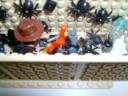 spiders.jpg
