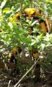 The-Swarm