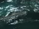 inthewater.jpg