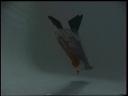 tailunder.jpg