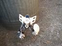 mata-nui