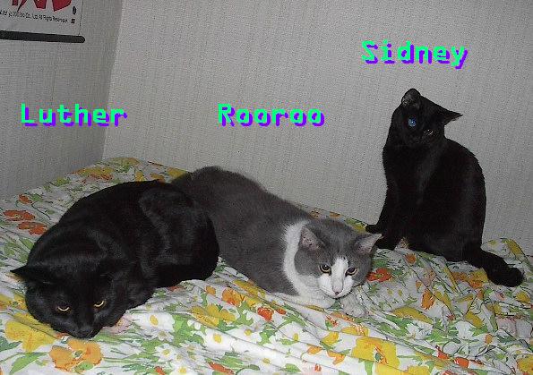 threecats.jpg