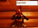 harold.jpg