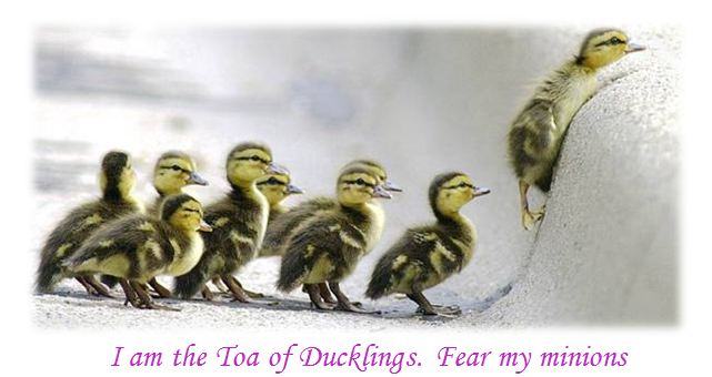 blog_duck_banner_1.jpg