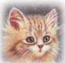 kitpx3.jpg