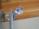 hanging_on_a_ledge....jpg