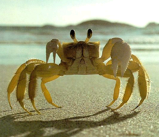 crab_1.png
