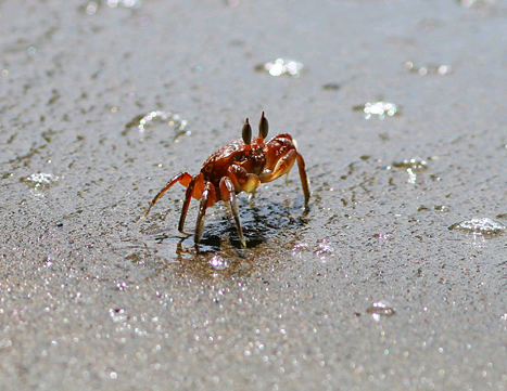 crab_2.png