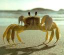 Crabs