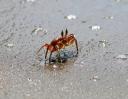 crab_2.png