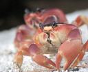 crab_4.png