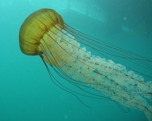 jellyfish.jpg