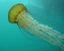 jellyfish.jpg