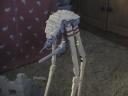 the_new_strider.jpg