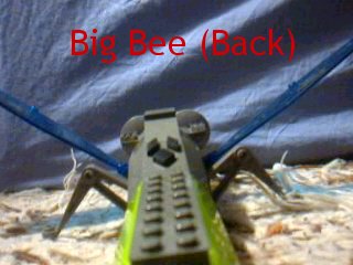 big-bee-back.jpg