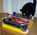 cats