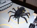 spider.jpg