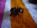 7624ant.jpg