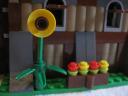 7189shedflower.jpg