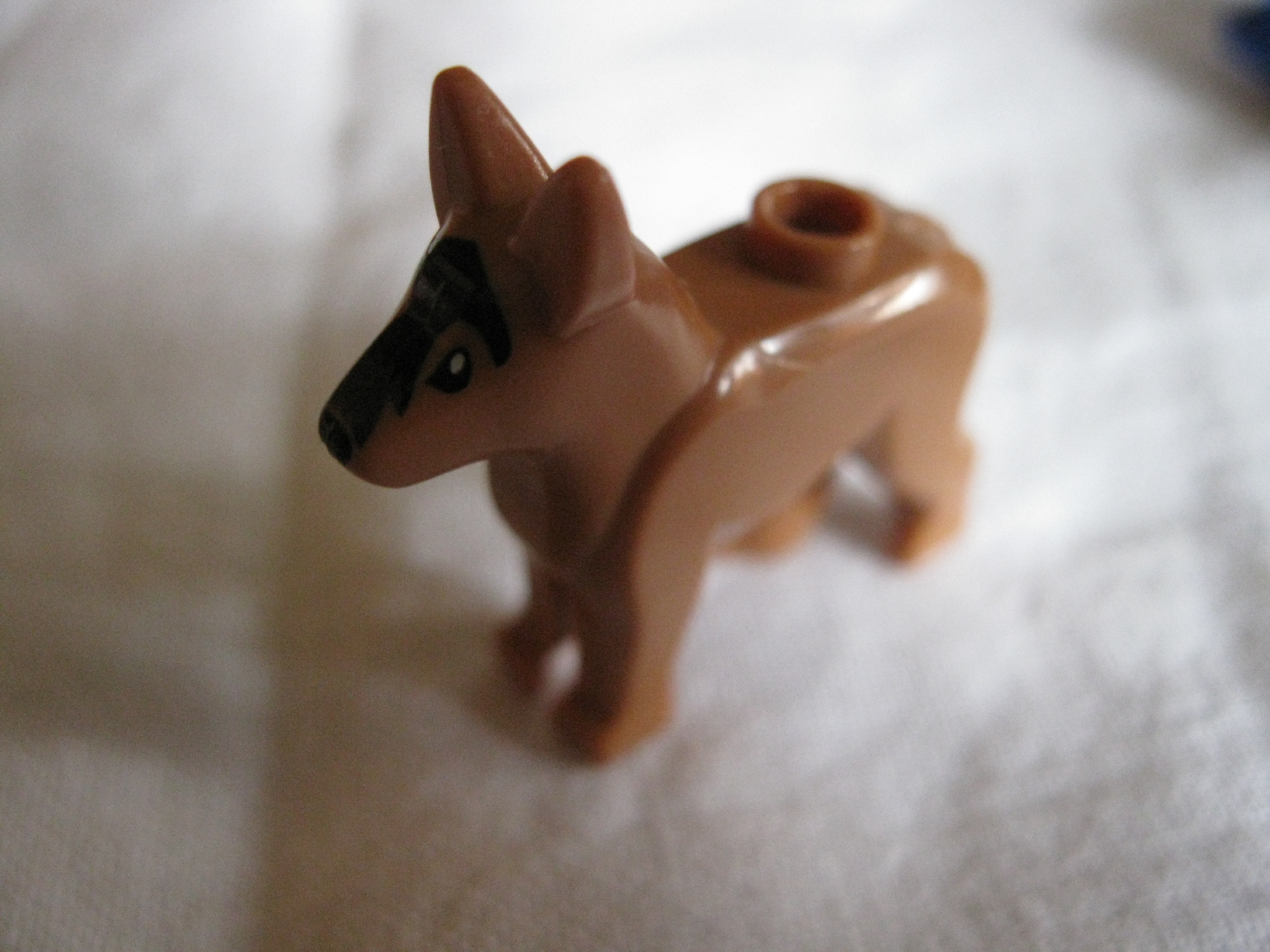 7279dog.jpg