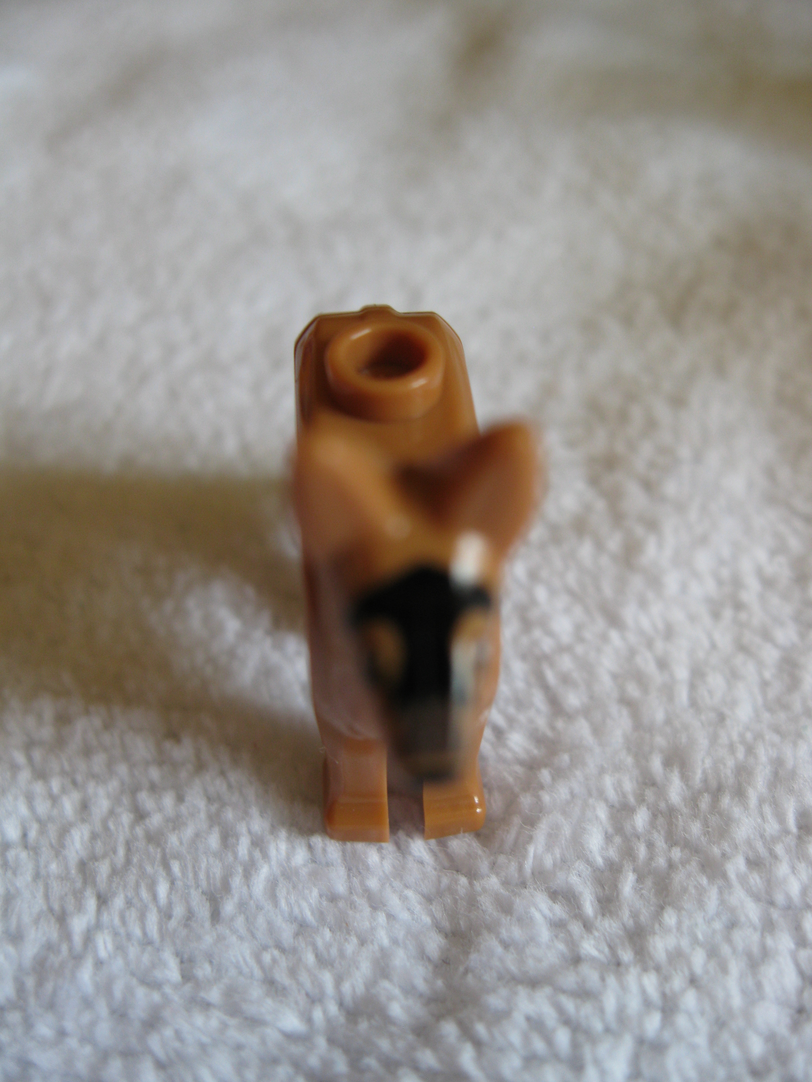 7285dog2.jpg