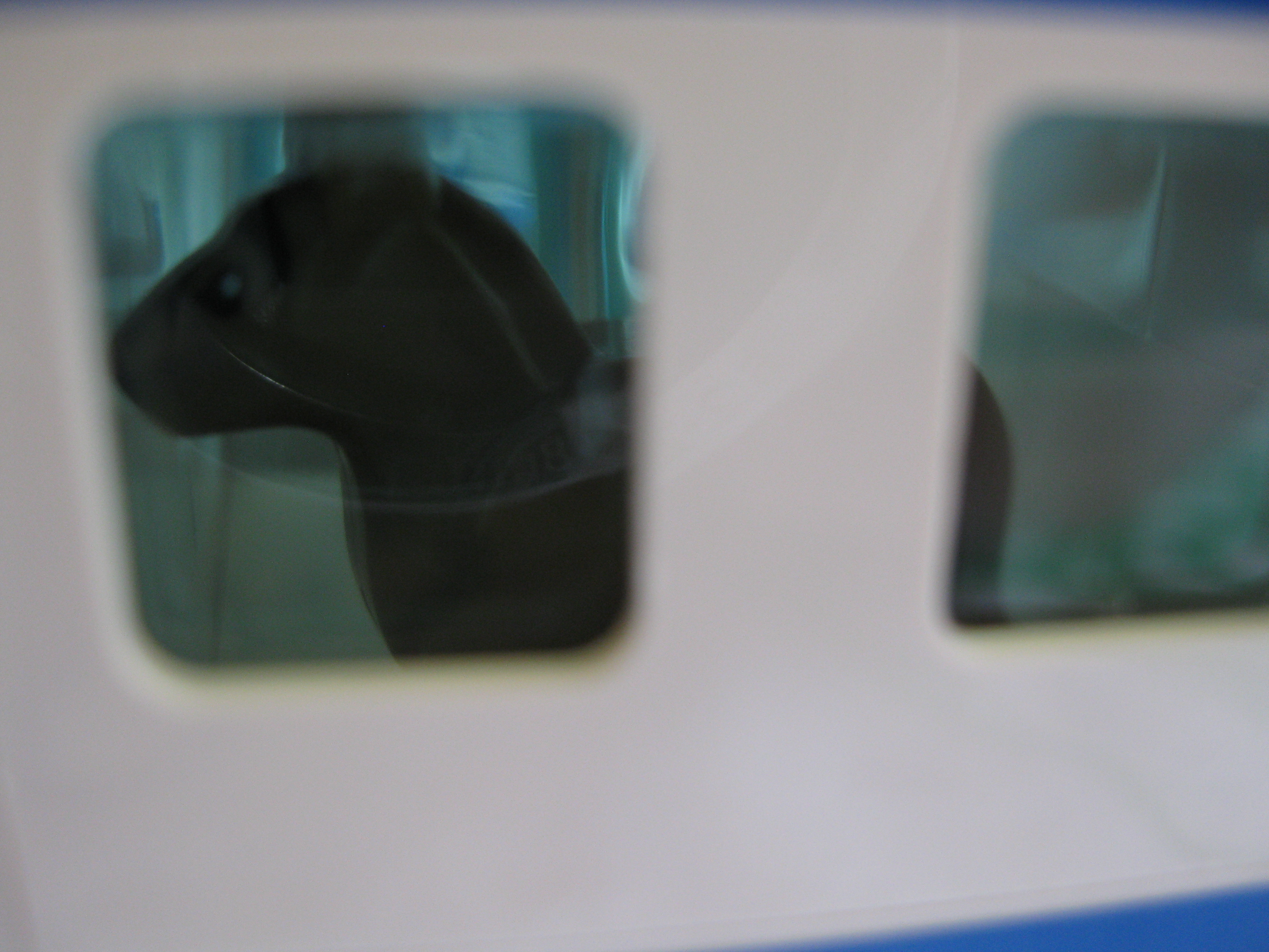 7285dog5.jpg