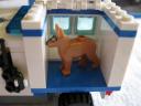 7285dog4.jpg