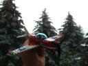 7688flying4.jpg
