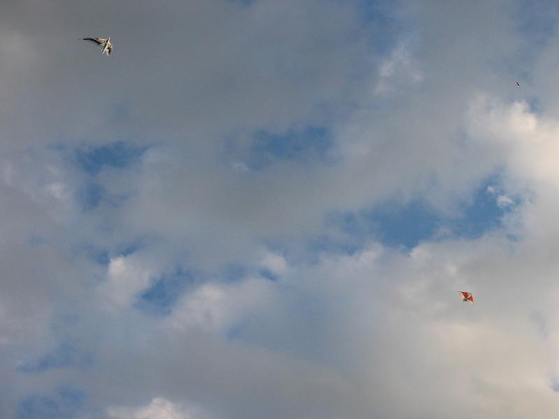 my_kites.jpg