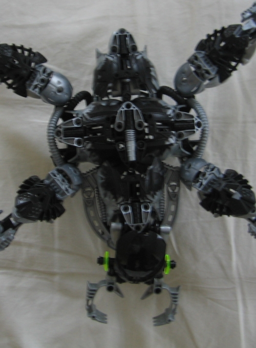 beetle_top.jpg